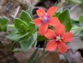 Lysimachia arvensis